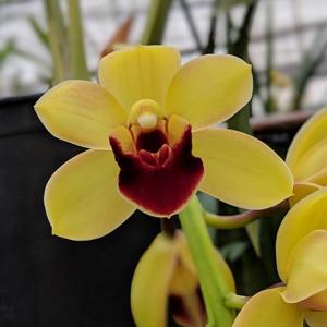 Cymbidium Pacific Sparkle