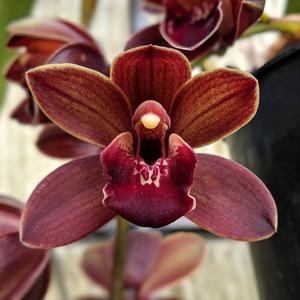 Cymbidium Pacific Sparkle