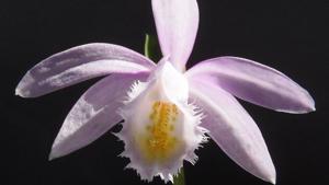 Pleione Ueli Wackernagel