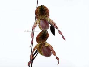 Paphiopedilum Shen-Liu Peri