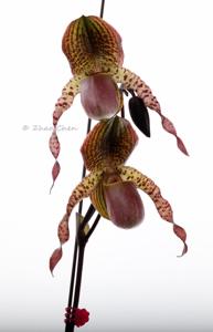 Paphiopedilum Shen-Liu Peri