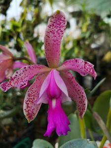 Cattleya Calummata