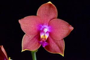 Phalaenopsis Pylo's Slurpee