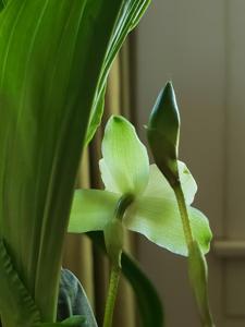 Lycaste Dainty