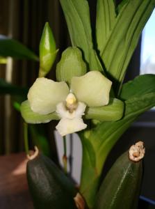 Lycaste Dainty