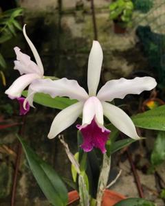 Cattleya Schilleriana gx