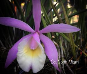 Brassocattleya North Miami