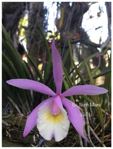 Brassocattleya North Miami