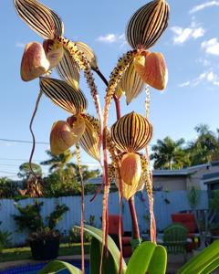 Paphiopedilum Shin-Yi's Pride