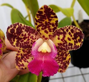 Cattleya Jungle Candy