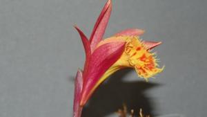 Pleione Askia