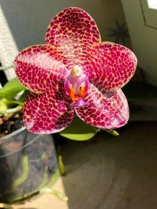 Phalaenopsis LD Gigan Sun