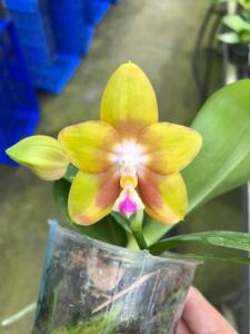 Phalaenopsis AL Green Apple-LD's Bear King