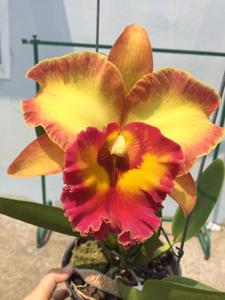 Rhyncholaeliocattleya Chomthong Fancy