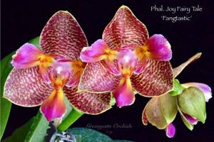 Phalaenopsis Joy Fairy Tale