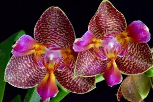 Phalaenopsis Joy Fairy Tale