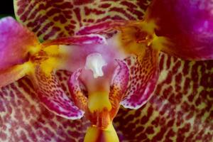 Phalaenopsis Joy Fairy Tale