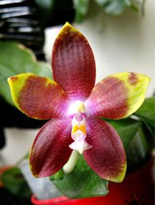 Phalaenopsis Tying Shin Fly Eagle