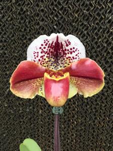 Paphiopedilum Via Figueroa