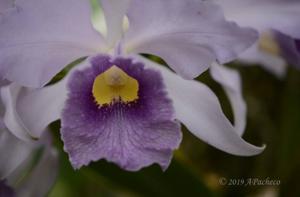 Cattleya Canhamiana