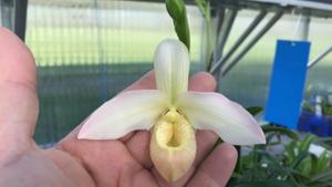 Phragmipedium Elizabeth March