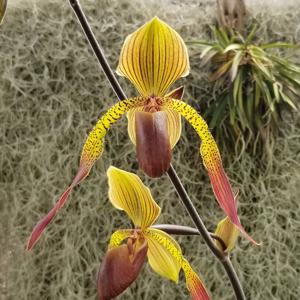 Paphiopedilum Julius