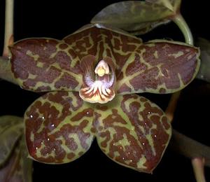 Grammatophyllum Tiger's Paw