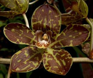 Grammatophyllum Tiger's Paw