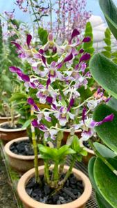 Dendrobium Dr and Mrs Hew Choy Sin