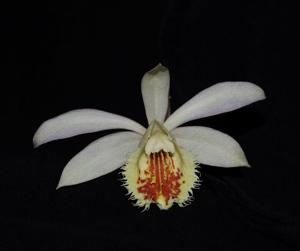 Pleione Shantung