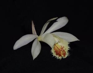Pleione Shantung