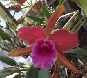 Rhyncholaeliocattleya Arabesque-tenebrosa