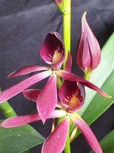 Guarechea Miva Etoile Noire