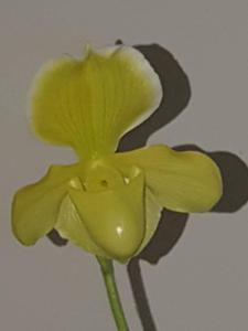 Paphiopedilum In-Charm Gold