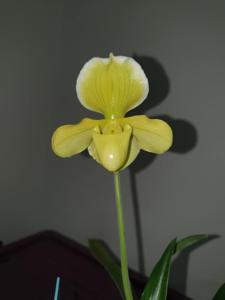 Paphiopedilum In-Charm Gold