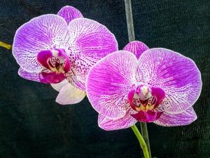 Phalaenopsis Fuller's Pink Stripe