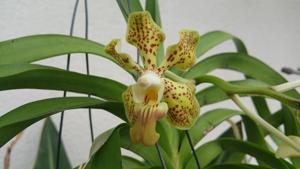 Vanda Mariannae