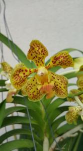 Vanda Mariannae