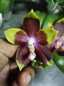 Phalaenopsis Tying Shin Fly Eagle