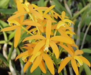 Cattleya Gold Star