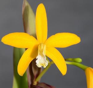 Cattleya Gold Star