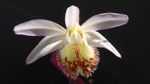 Pleione Santorini