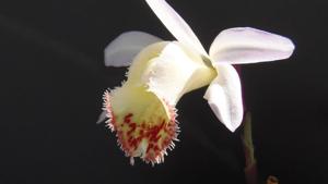 Pleione Santorini