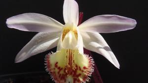 Pleione Santorini