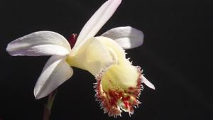 Pleione Santorini