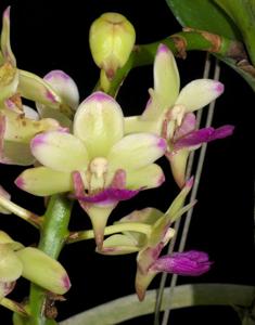 Rhynchorides Chang Koraht