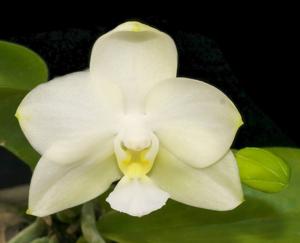 Phalaenopsis Timothy Christopher-Gelblieber