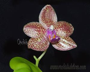 Phalaenopsis Zheng Min Gemini
