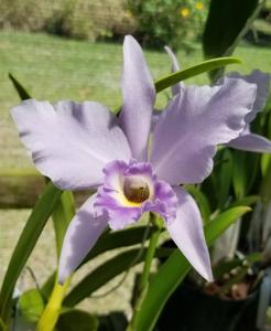 <i>Laeliocatanthe</i> Blue Kahili