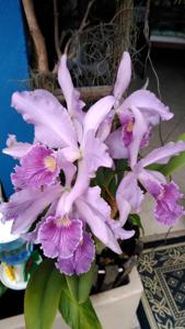 Cattleya Canhamiana